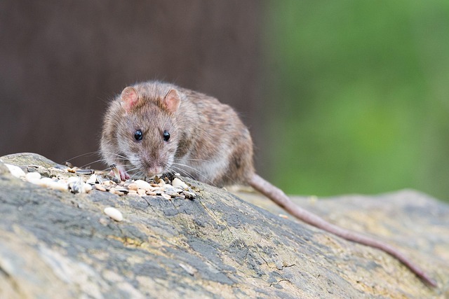 Brown%20rat%20eating%20seeds%20on%20a%20rock%20outdoors Brown rat eating seeds on a rock outdoors